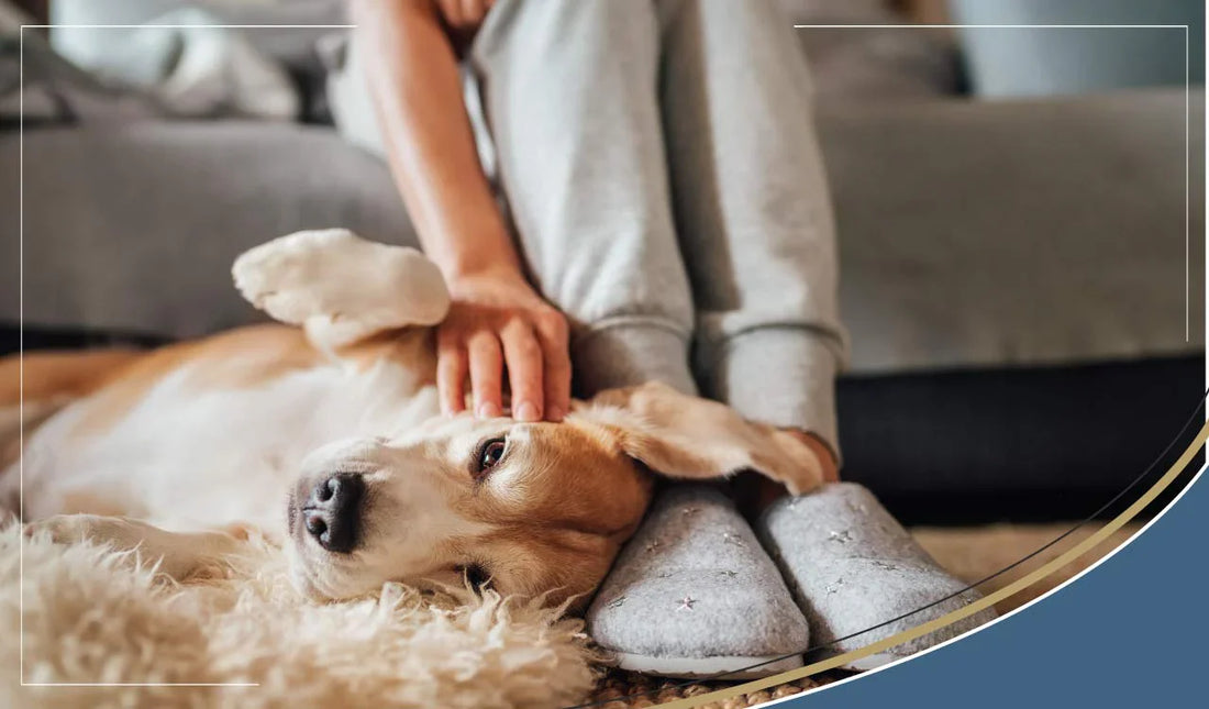 Symptoms of Bladder Infection in Dogs: Complete Guide to Recognition and Treatment
