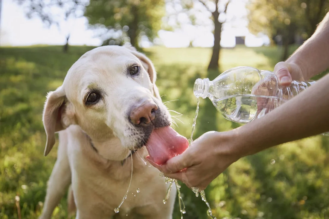 How Much Water Should a Dog Drink Daily? The Complete Hydration Guide