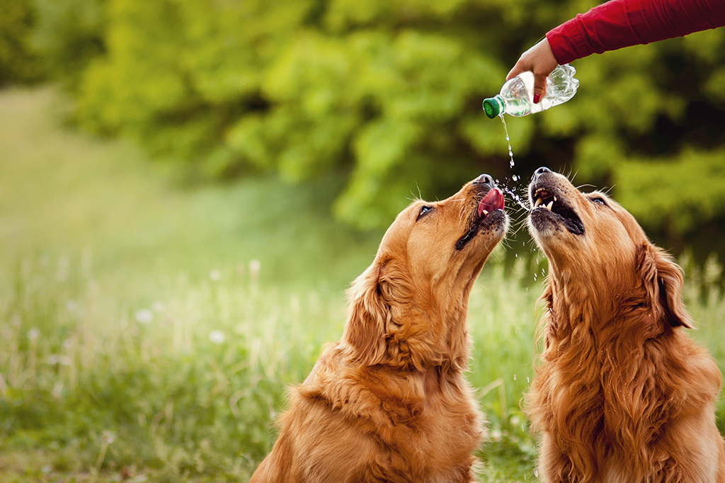 How to Get Your Dog to Drink More Water: 15 Vet-Approved Tricks That Really Work