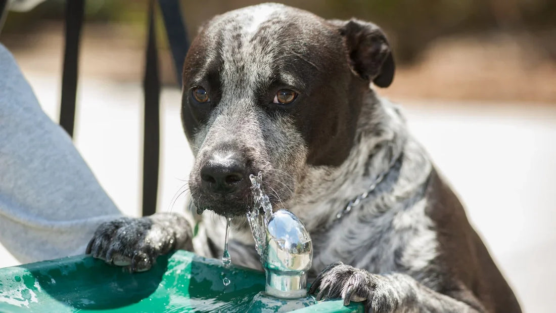 Best Dog Fountain for Picky Drinkers: How to Get Your Stubborn Dog to Drink