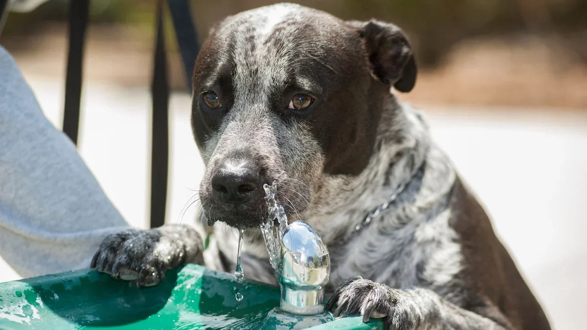 Best Dog Fountain for Picky Drinkers: How to Get Your Stubborn Dog to Drink