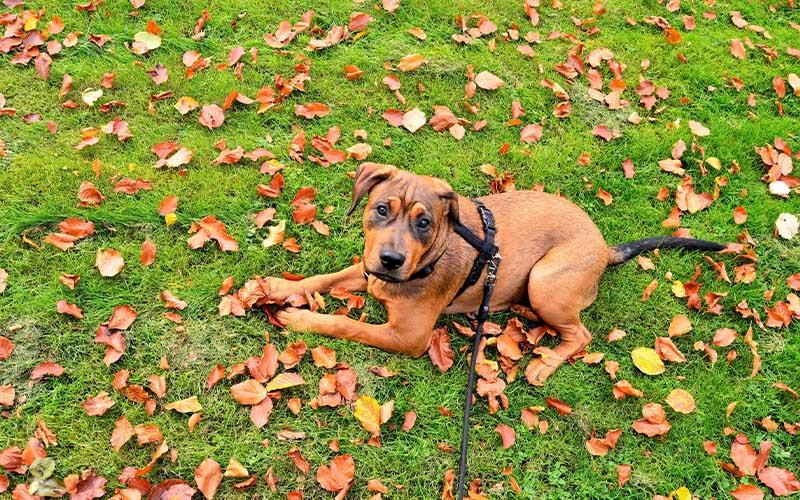 My Dog Keeps Getting UTIs: How to Break the Painful Cycle