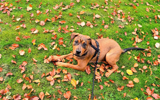 My Dog Keeps Getting UTIs: How to Break the Painful Cycle