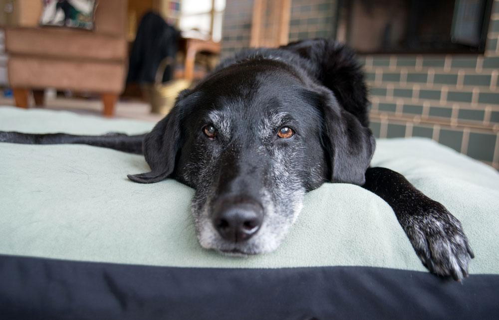 Can Dehydration Cause Kidney Failure in Dogs? The Critical Connection Every Owner Must Know