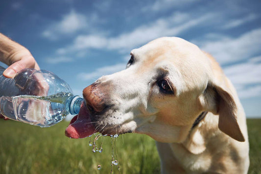 Why Is My Dog Drinking Less Water? 10 Reasons Your Dog Won't Drink (And What to Do)