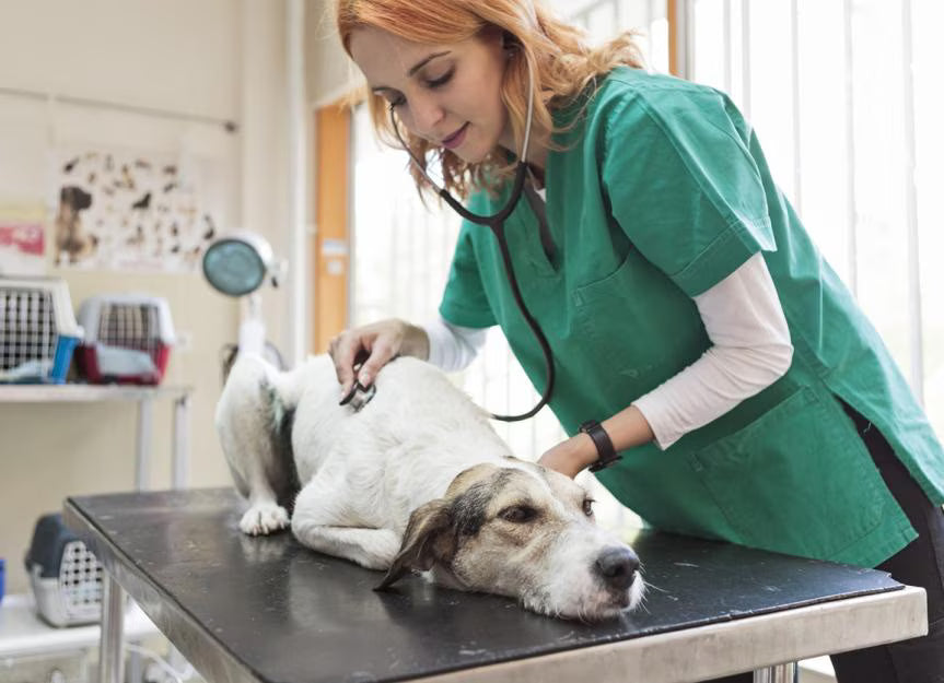How to Prevent Urinary Blockage in Dogs: A Life-Saving Prevention Guide