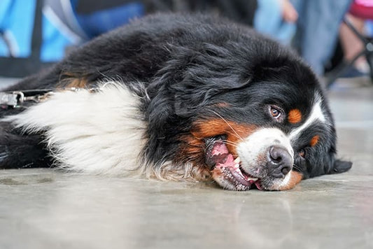 Early Signs of Dehydration in Dogs: What Every Dog Owner Must Know