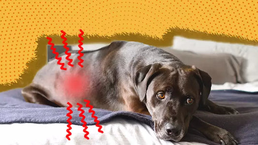 How to Prevent Kidney Disease in Dogs: A Complete Prevention Guide