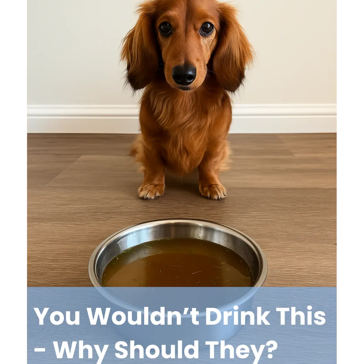 Pawdrate™ Filtered Water Fountain