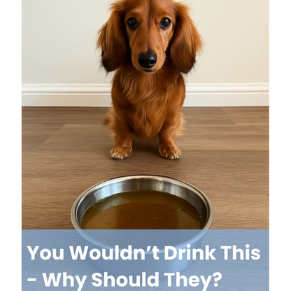Pawdrate™ Filtered Water Fountain